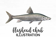 Flaghead Chub Vintage Fish
