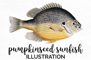 Pumpkinseed Sunfish Vintage Fish