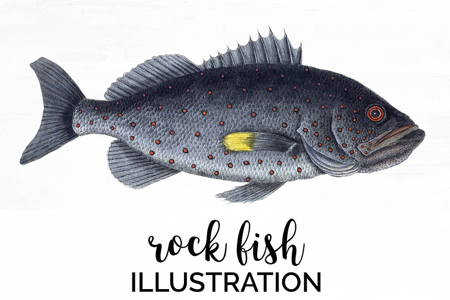 Rock-Fish Vintage Fish in Illustrations - product preview 8