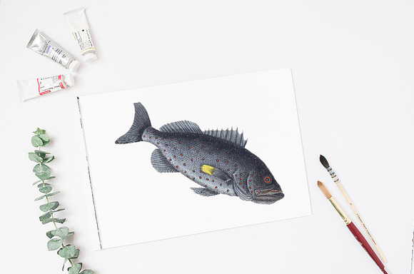 Rock-Fish Vintage Fish in Illustrations - product preview 1