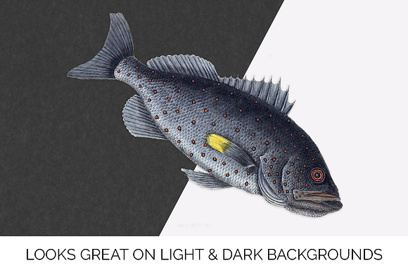 Rock-Fish Vintage Fish in Illustrations - product preview 2