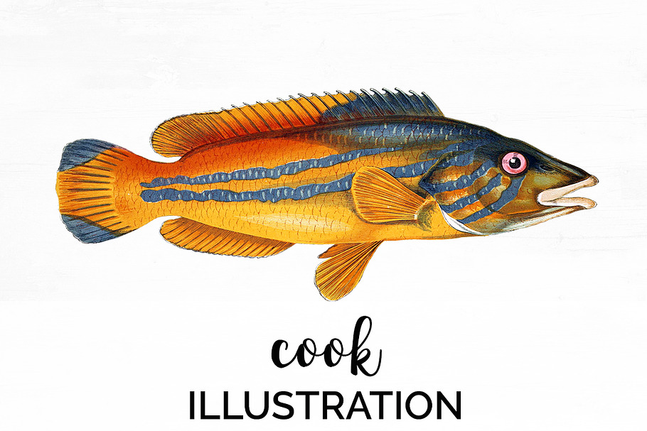 Cook Vintage Fish in Illustrations - product preview 8