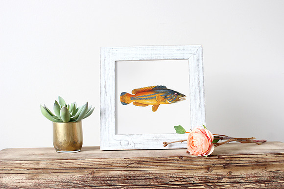 Cook Vintage Fish in Illustrations - product preview 1