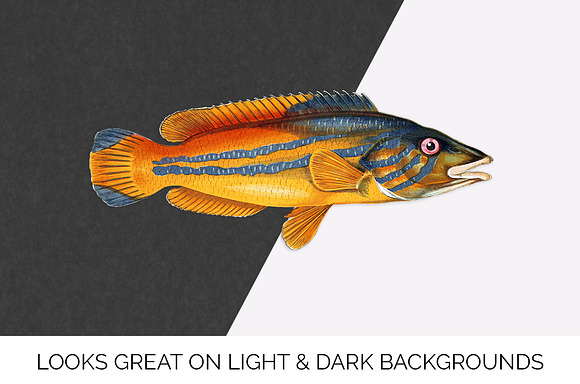 Cook Vintage Fish in Illustrations - product preview 2