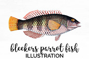 Bleekers Parrot Vintage Fish