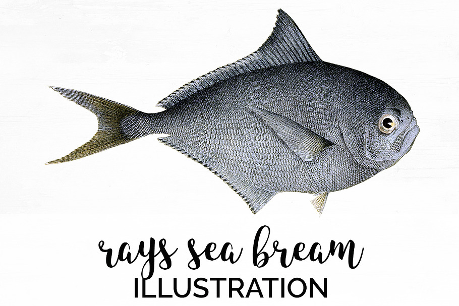 Rays Sea Bream Vintage Fish in Illustrations - product preview 8