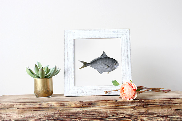 Rays Sea Bream Vintage Fish in Illustrations - product preview 1