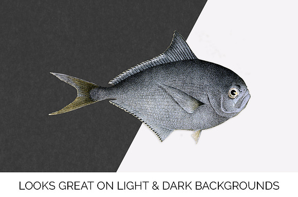 Rays Sea Bream Vintage Fish in Illustrations - product preview 2