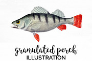 Granulated Perch Vintage Fish