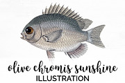 Sunfish Vintage Fish