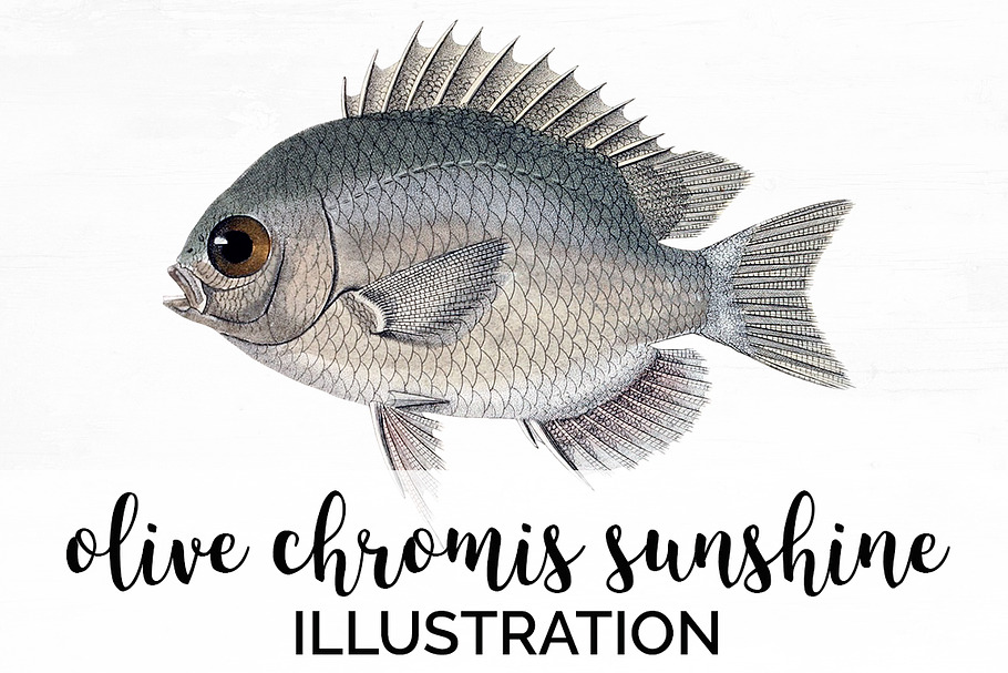 Sunfish Vintage Fish in Illustrations - product preview 8
