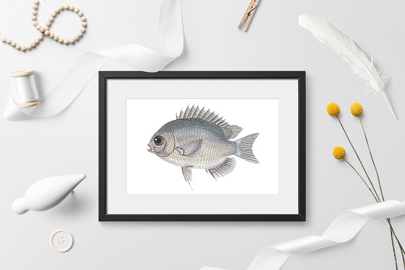 Sunfish Vintage Fish in Illustrations - product preview 1