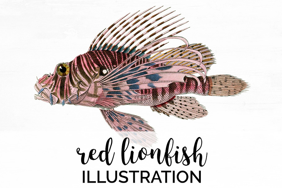 Red Lionfish Vintage Fish in Illustrations - product preview 8