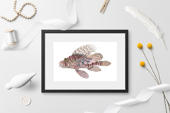 Red Lionfish Vintage Fish in Illustrations - product preview 1