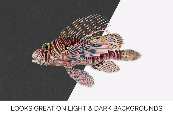 Red Lionfish Vintage Fish in Illustrations - product preview 2
