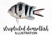 Striptailed Damselfish Vintage Fish