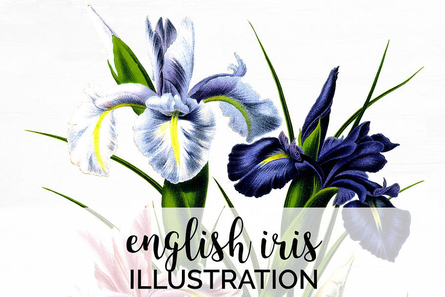 Iris Clipart Flower in Illustrations - product preview 8