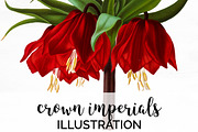 Red Flowers Crown Imperials Florals