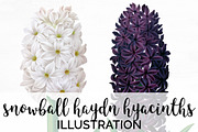 snowball haydn hyacinths flowers