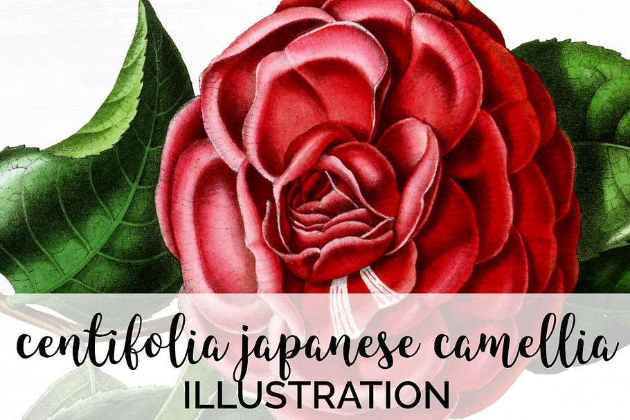 Centifolia Japanese Camellia Vintage in Illustrations - product preview 8