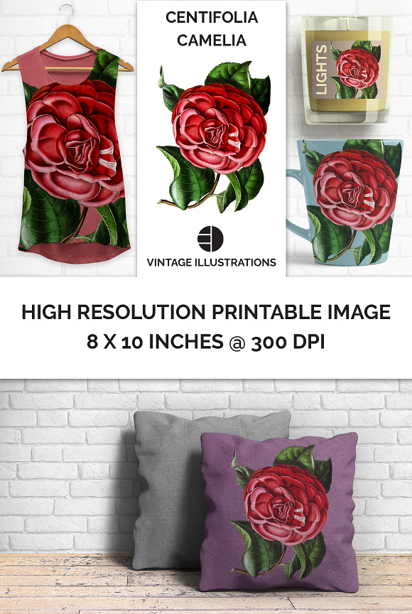 Centifolia Japanese Camellia Vintage in Illustrations - product preview 1