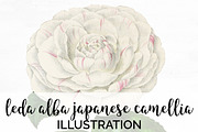 Leda Alba Japanese Camellia Vintage