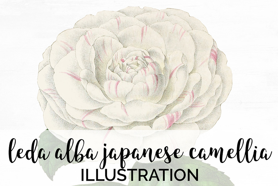 Leda Alba Japanese Camellia Vintage in Illustrations - product preview 8