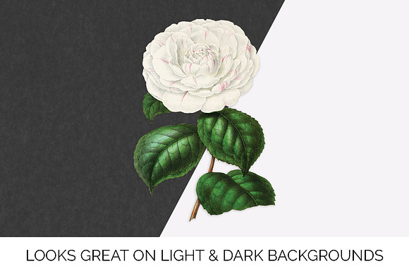 Leda Alba Japanese Camellia Vintage in Illustrations - product preview 2