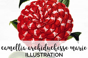 camellia archiduchesse marie vintage