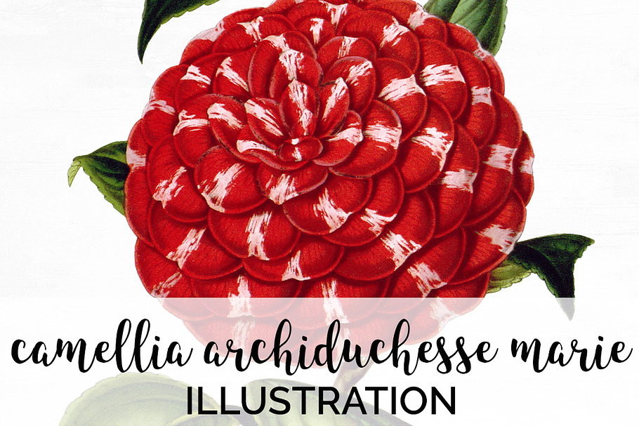 camellia archiduchesse marie vintage in Illustrations - product preview 8