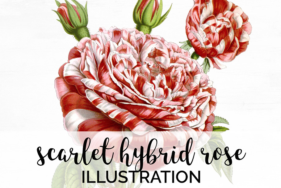 Roses Red Roses in Illustrations - product preview 8