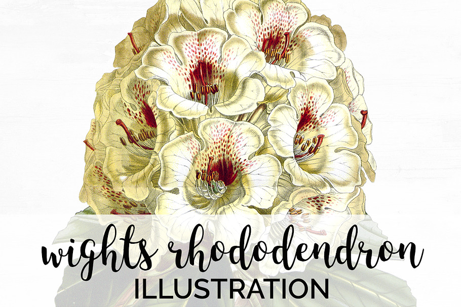 wights rhododendron vintage florals in Illustrations - product preview 8