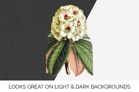 wights rhododendron vintage florals in Illustrations - product preview 1