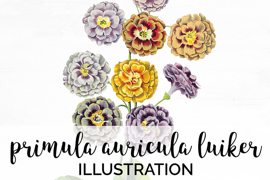 primula auricula luiker vintage in Illustrations - product preview 8