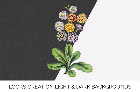 primula auricula luiker vintage in Illustrations - product preview 1