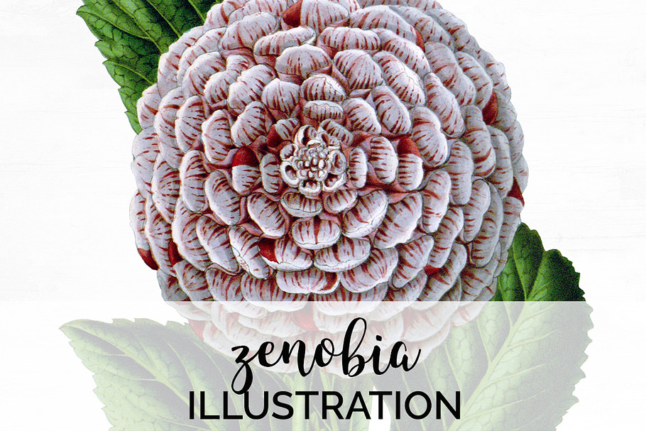 zenobia vintage florals in Illustrations - product preview 8
