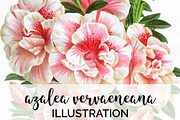 azalea vervaeneana vintage florals