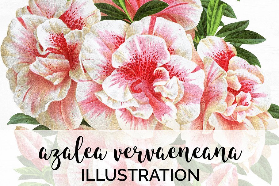 azalea vervaeneana vintage florals in Illustrations - product preview 8