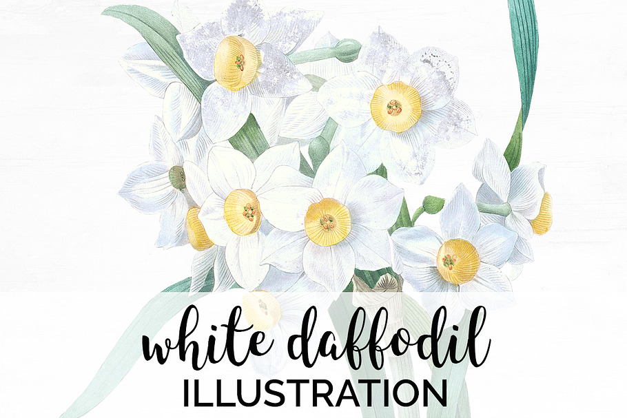 Daffodils White Daffodil in Illustrations - product preview 8