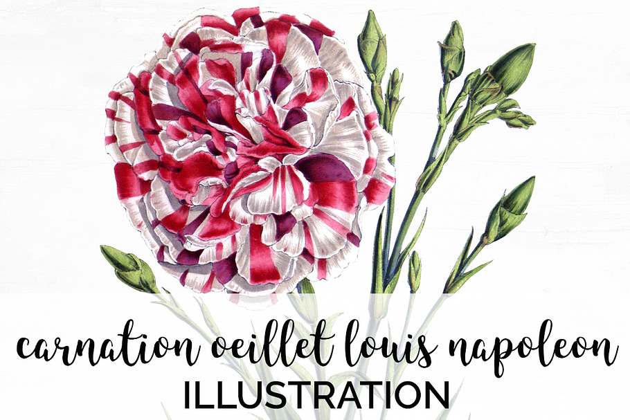 Carnation Clipart Flower in Illustrations - product preview 8
