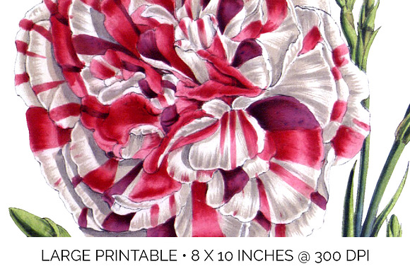 Carnation Clipart Flower in Illustrations - product preview 4