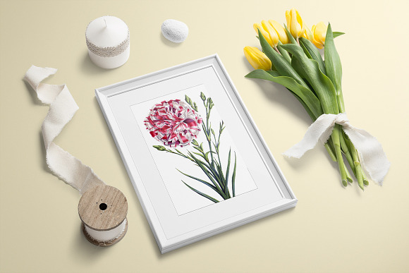 Carnation Clipart Flower in Illustrations - product preview 5