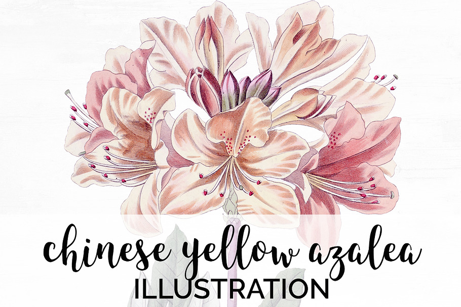 chinese yellow azalea vintage flower in Illustrations - product preview 8