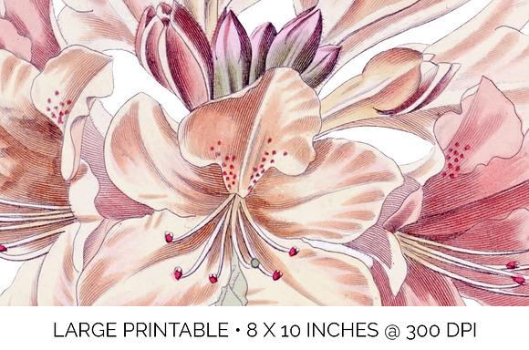 chinese yellow azalea vintage flower in Illustrations - product preview 4