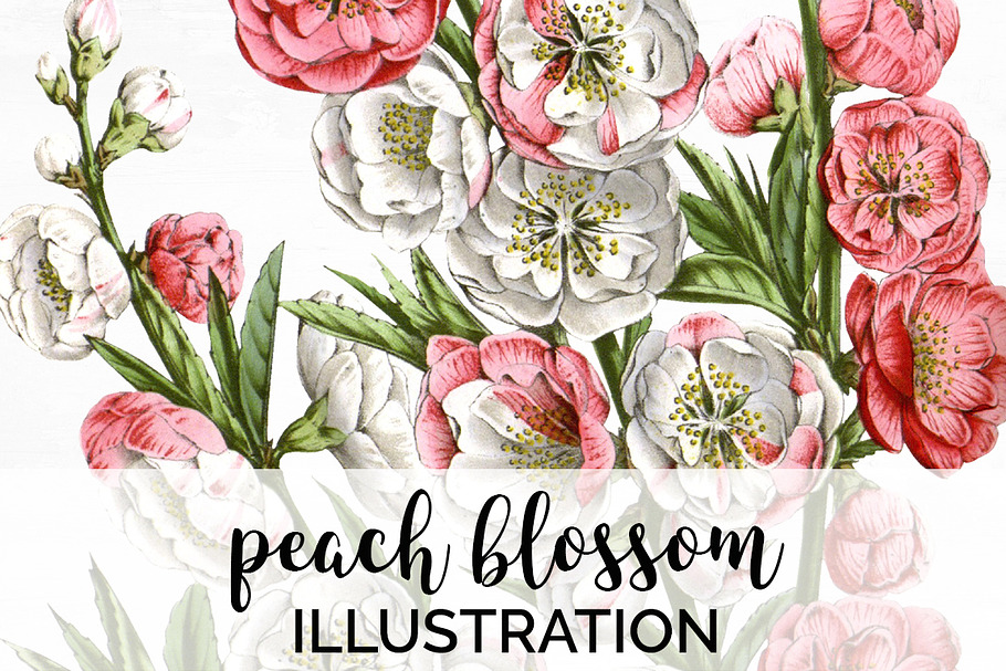 peach blossom vintage flower in Illustrations - product preview 8