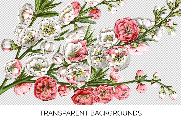 peach blossom vintage flower in Illustrations - product preview 2