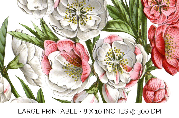 peach blossom vintage flower in Illustrations - product preview 4