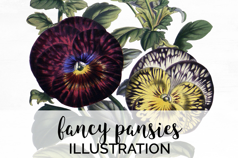 Pansies Clipart Flowers in Illustrations - product preview 8