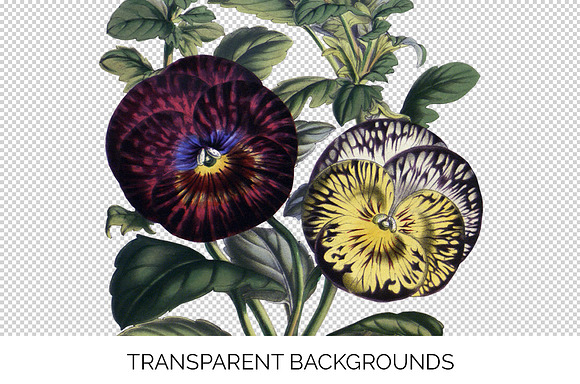 Pansies Clipart Flowers in Illustrations - product preview 2