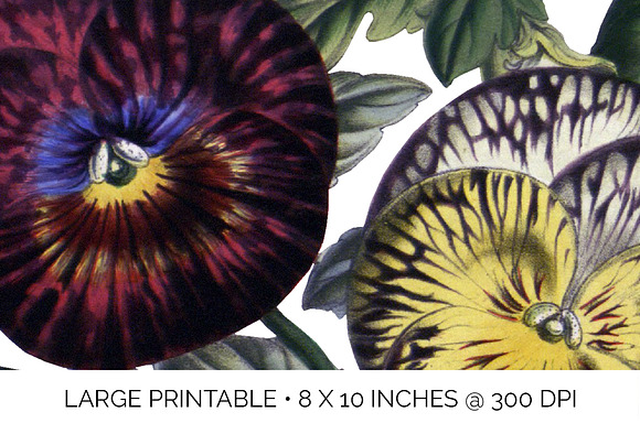 Pansies Clipart Flowers in Illustrations - product preview 4